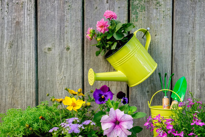 8 Easy Flowers To Grow For Beginners