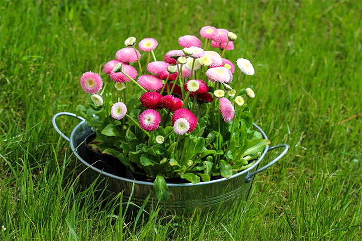 Big silver bucket full of daisy pink, red and white daisy flower 