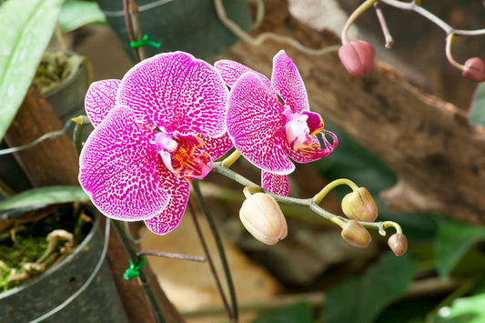 Do Orchids Need Soil? Understanding What They Really Need