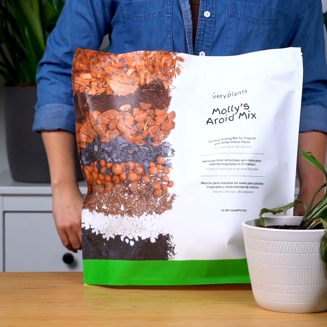 Molly's Aroid Mix bag on a potting bench beside a plant in a white pot, from the Veryplants studio video